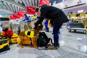 土耳其強震　英國76名搜救專家、4犬將抵達救援
