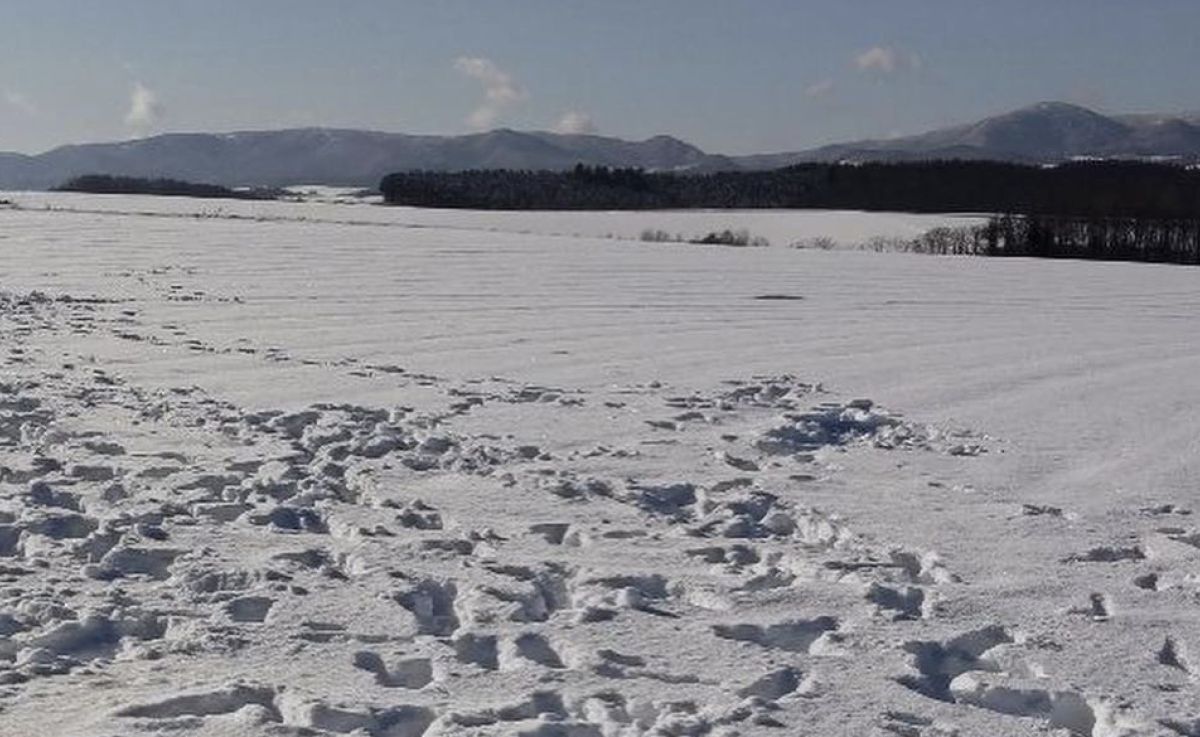 ▲ 有遊客無視告示牌，擅闖北海道雪地內拍照，但其實雪地下方都是農民辛苦種植的農作物，恐怕會造成數億日圓的巨大損失。（圖／翻攝自富良野美瑛広域観光推進協議会臉書）