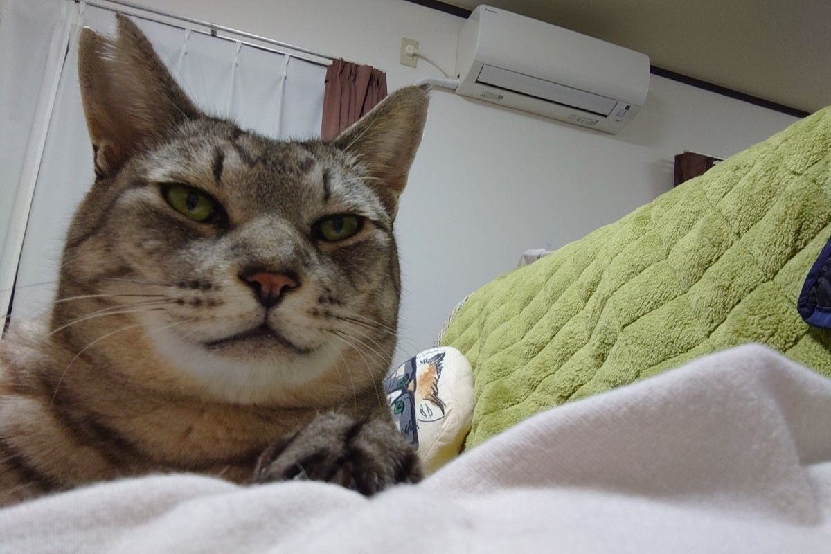 ▲小虎會躺在男子的肚子上撒嬌，卻懼怕其他人類。（圖／Twitter：GkGQZcgwFytQAvc）