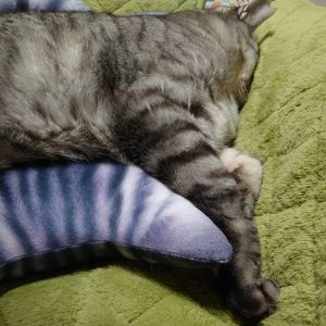 ▲貓咪小虎睡得頭都不見了。（圖／Twitter：GkGQZcgwFytQAvc）