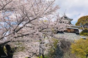▲福岡附近著名的熊本城為日本三大名城之一，擁有800株以上的櫻花。（圖／業者提供）