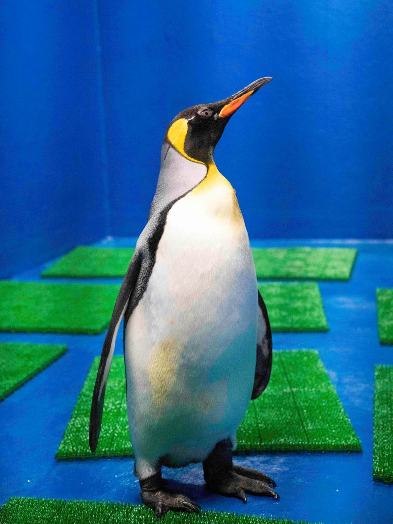 ▲臺北市立動物園最年輕的國王企鵝「嘟胖」，去年底赴Xpark參與借殖計畫。（圖／臺北市立動物園授權提供）