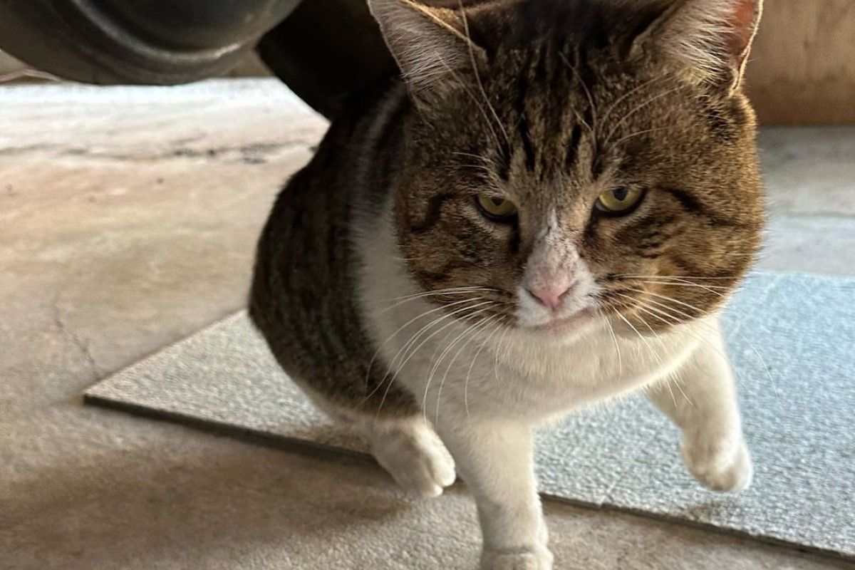 ▲這隻浪貓吃完飯有個特殊的踏腳習慣。（圖／Instagram：noraneko_bob）