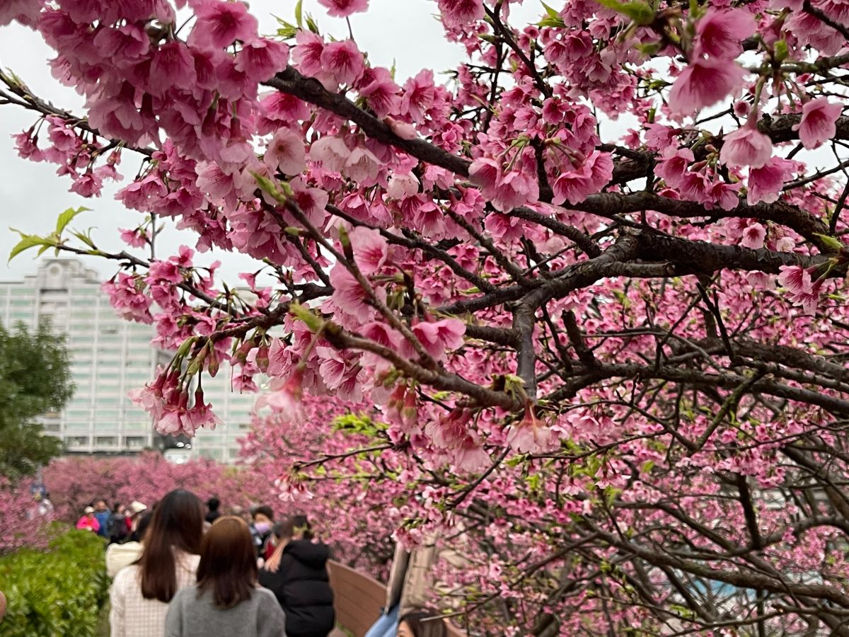 ▲下週二（2/14）就是西洋情人節了，正巧碰上櫻花季綻放，若你是old school派，喜歡與情人賞花散步，不妨來場粉嫩老派的散步約會行程！（圖／記者汪睿琦攝）