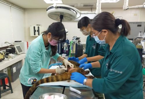 ▲想要讀獸醫系真的不能只有愛動物而已，成功補習班也表示，需要具備高抗壓性、溝通能力、動手能力、持續學習的意願以及耐髒耐臭幾個特點，才可能在獸醫系走出康莊大道。（圖／高雄市觀光局提供）