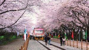 ▲釜山鎮海軍港節櫻花季為南韓櫻花季必訪勝地，是韓國最大的櫻花節慶典，可漫步在長達800公尺盛放的鐵路。（圖／KKday提供）