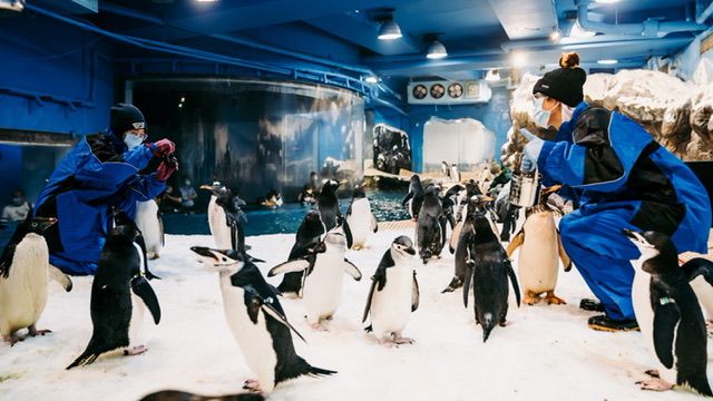 ▲屏東海生館推出「我與企鵝的0.1毫米」體驗活動。（圖／屏東海生館提供）