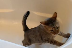 貓通常不想被淋濕！但這隻遇水則嗨　飼主洗浴缸都不放過
