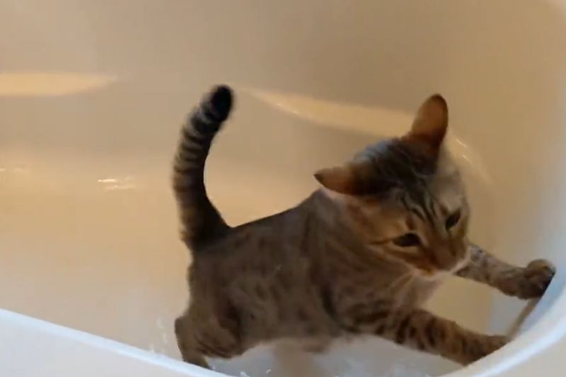 ▲日本推主家的虎斑貓萊恩非常喜歡水。（圖／Twitter：ccchisa76）