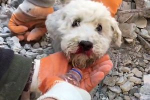 土耳其地震「小狗遭埋60小時」！露頭無助張望　眾急救援
