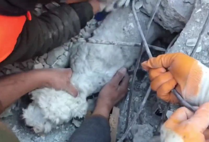 ▲眾人齊心協力救助這隻因土耳其地震而落難的狗狗。（圖／Instagram：gurcanozturkphoto）