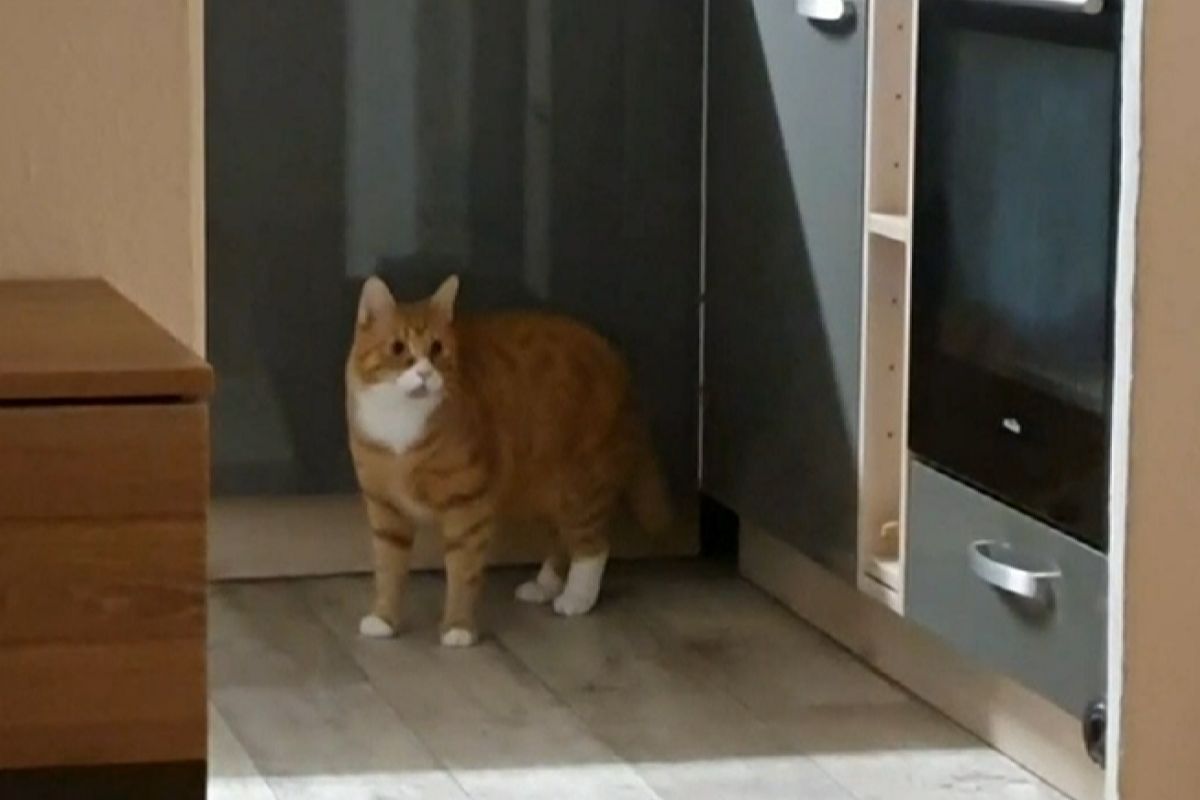 ▲主人目擊愛貓從「奇怪的地方」爬出。（圖／AP+Newsflare）