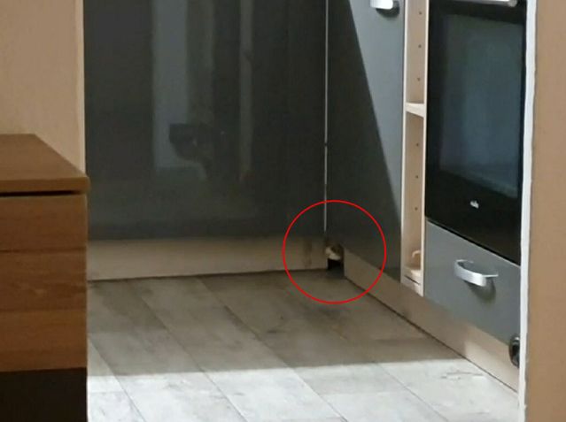 ▲沒錯，貓咪就是從這個地板上的小洞出現。（圖／AP Newsflare）