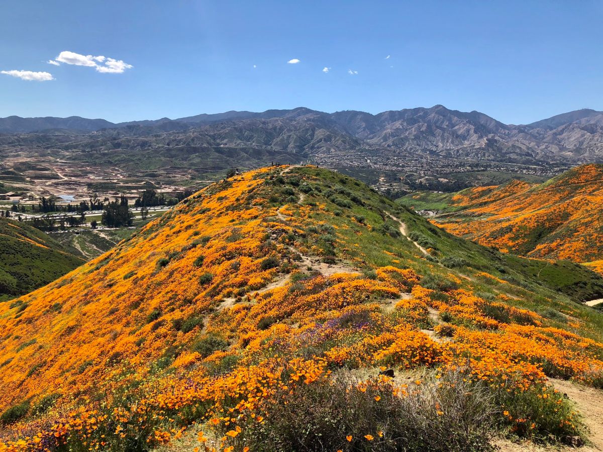 ▲加州罌粟花海。（圖／翻攝自推特@JamesHempfling）