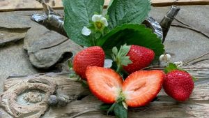 ▲OK超商推出草莓近半價優惠，大湖嚴選1號級香水草莓4盒原價549元，2月18日前OKLINE網購群組下單享特價299元。（圖／業者提供）