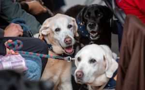 喜愛動物的總統蔡英文出席「惠光導盲犬培訓中心揭牌儀式」。 ▲喜愛動物的總統蔡英文出席「惠光導盲犬培訓中心揭牌儀式」。(圖/總統府提供)