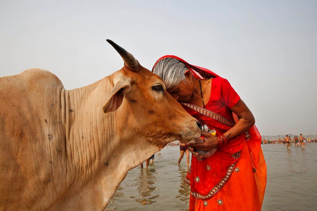 ▲西洋情人節快到了，印度動物福利委員會最近發布通告，呼籲民眾把這一天當作「抱牛日」。（圖／美聯社／達志影像）