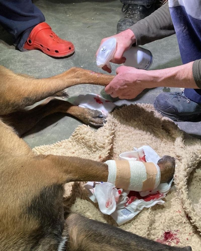 ▲德國救援隊搜救犬「Boom」腳趾滲血受傷，領犬員幫忙包紮。（圖/臉書/Rettungshundestaffel Traun）