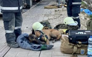 土耳其搜救犬受傷了！滲血照遭轟「不給穿鞋」　原因曝光
