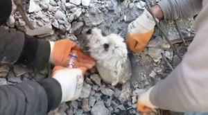 土耳其強震「狗狗埋瓦礫堆」只露出頭！搜救隊狂挖地救出
