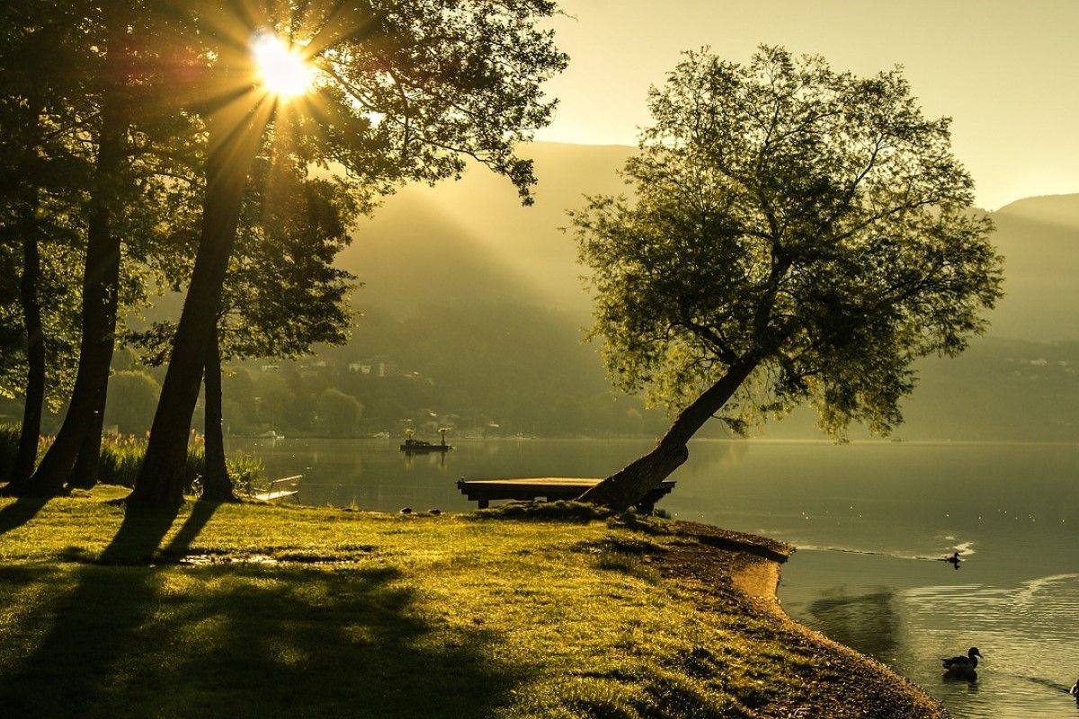 ▲英國一戶人家因樹跟鄰居起爭執。（示意圖／Pixabay）