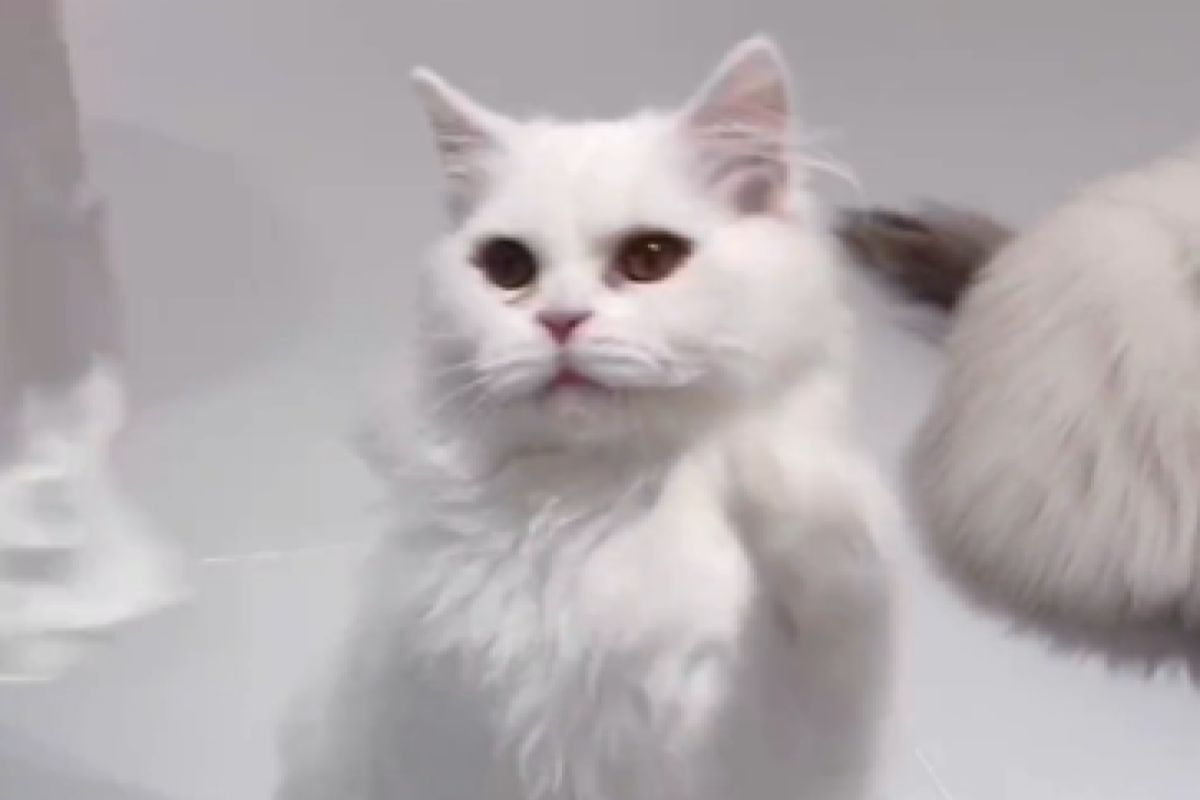 ▲中國浙江一名貓咖老闆娘，在店外看見一隻附帶字條的白色棄貓。（圖／抖音：西湖之聲） 