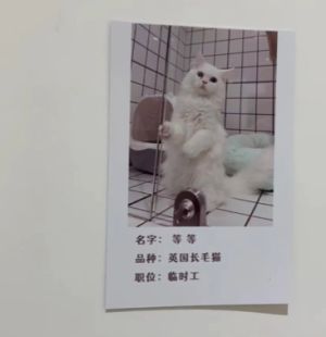 白貓「等等」僅有五個月大,現在正於貓咖中擔任臨時工。(圖/抖音:西湖之聲) ▲白貓「等等」僅有五個月大,現在正於貓咖中擔任臨時工。(圖/抖音:西湖之聲)