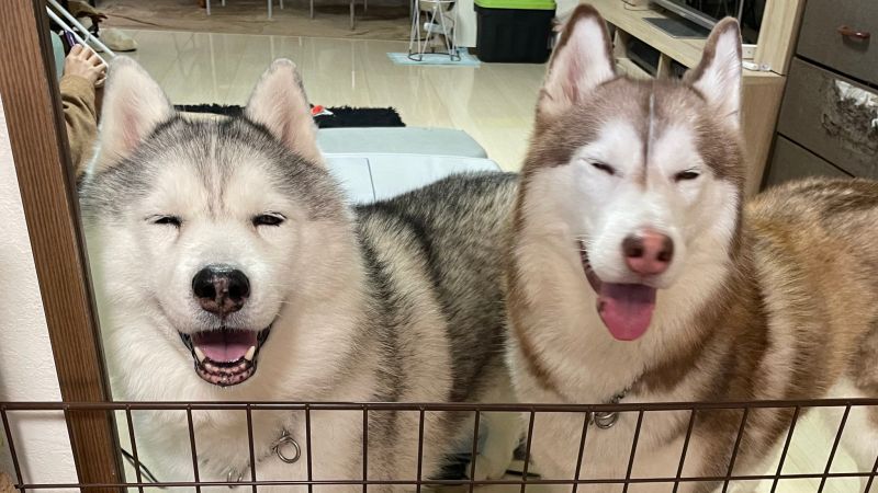 ▲這是兩隻狗狗本人。（圖／Twitter：xxhama2）