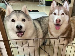 二哈們:?(憨呆笑)(圖/Twitter:xxhama2) ▲二哈們:?(憨呆笑)(圖/Twitter:xxhama2)