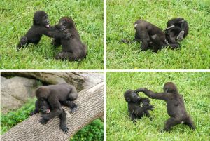▲金剛猩猩兄弟檔Jabali和Ringo的生活日常。（圖／臺北市立動物園授權提供，詹德川攝）