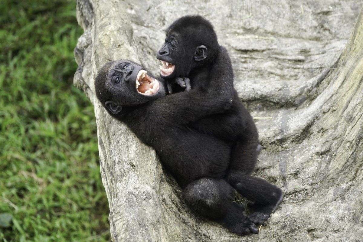 ▲倆兄弟喜歡抱在一起互相練習摔角技巧。（圖／臺北市立動物園授權提供，詹德川攝）