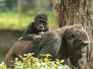 ▲幼年金剛猩猩在3歲前都會緊黏著媽媽。（圖／臺北市立動物園授權提供）