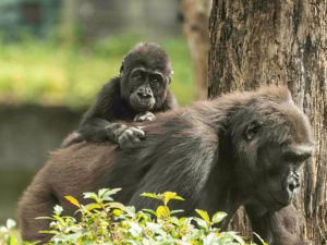 幼年金剛猩猩在3歲前都會緊黏著媽媽。(圖/臺北市立動物園授權提供) ▲幼年金剛猩猩在3歲前都會緊黏著媽媽。(圖/臺北市立動物園授權提供)