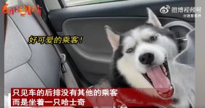 女子與哈士奇合照了好幾張。(圖/微博:速看視界) ▲女子與哈士奇合照了好幾張。(圖/微博:速看視界)