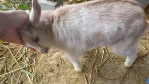 小山羊用盡全力都無法移動主人分毫。(圖/Twitter:yagi_honpo) ▲小山羊用盡全力都無法移動主人分毫。(圖/Twitter:yagi_honpo)