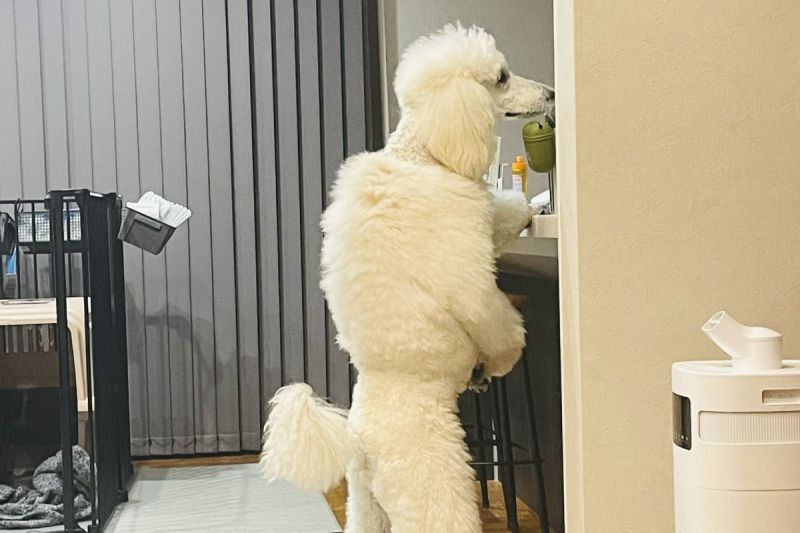 ▲遠遠一看，標準貴賓犬Beru像極了一名身著羽絨服的壯漢。（圖／Twitter：Bell__stanp）