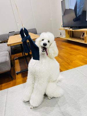 平時的Beru。(圖/Twitter:Bell__stanp) ▲平時的Beru。(圖/Twitter:Bell__stanp)