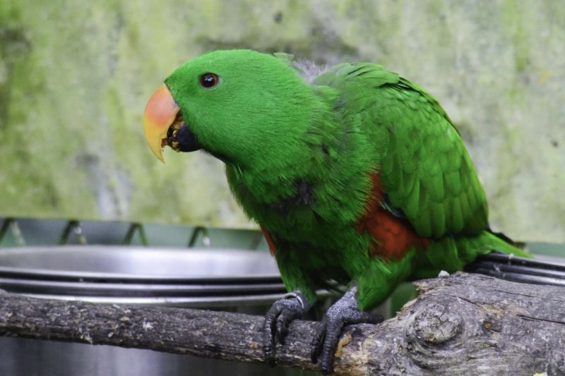 ▲折衷鸚鵡雄鳥有將食物帶給雌鳥的行為。（圖／臺北市立動物園授權提供）