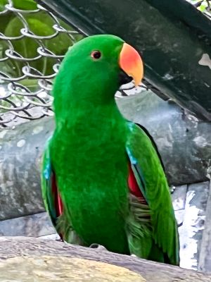 ▲折衷鸚鵡雄鳥是亮綠色。（圖／臺北市立動物園授權提供，林俊佑攝）