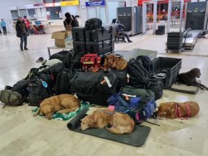 搜救犬馳援土耳其救災！任務完成「睡翻在機場」畫面曝光
