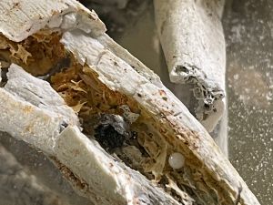 星雲大師舍利子 ▲星雲大師圓形結晶舍利子,於潔白的遺骨舍利中,其他更有無數小舍利子。(圖佛光山提供)