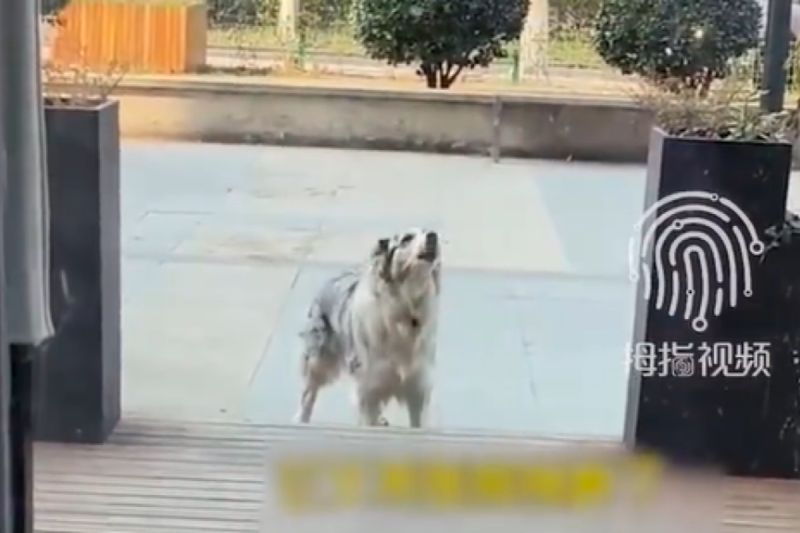 ▲中國一隻牧羊犬天天到某家獸醫院門口吠叫抗議。（圖／微博： 拇指視頻）