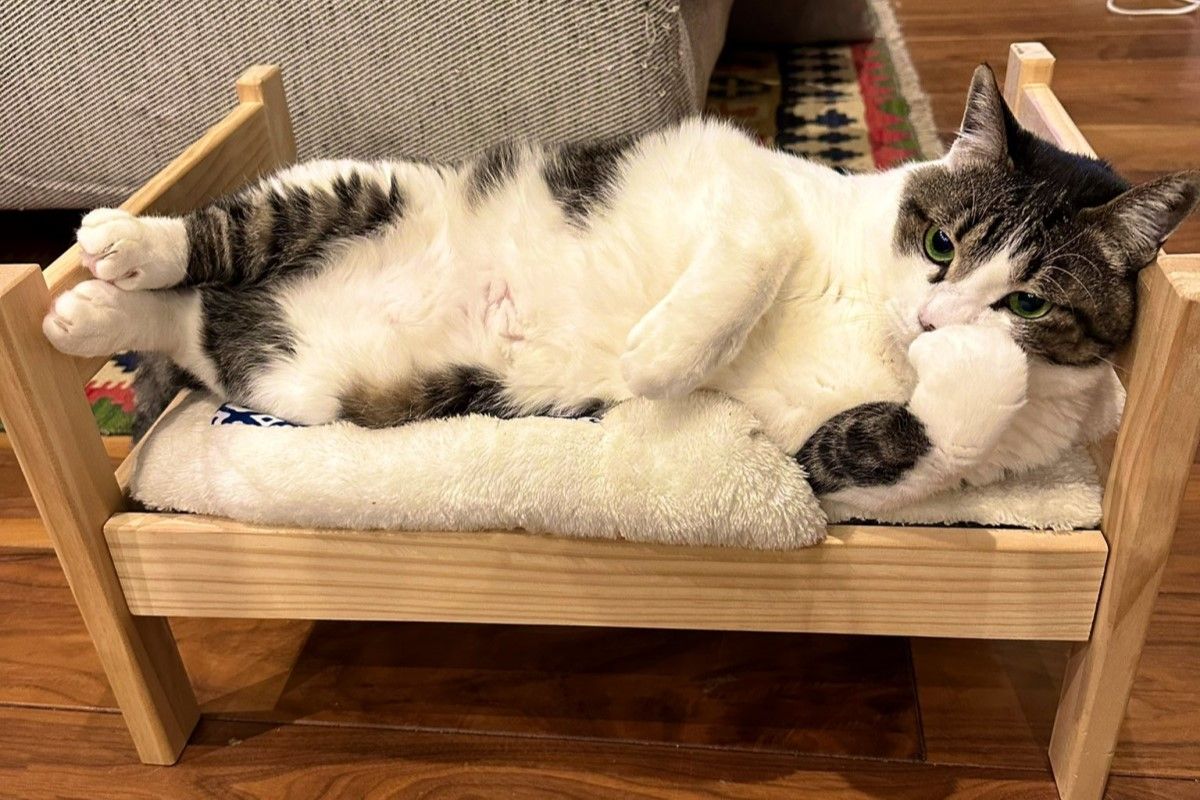 ▲日本這隻貓咪躺在貓床上的沉思姿勢爆紅。（圖／Twitter：kokonananya）
