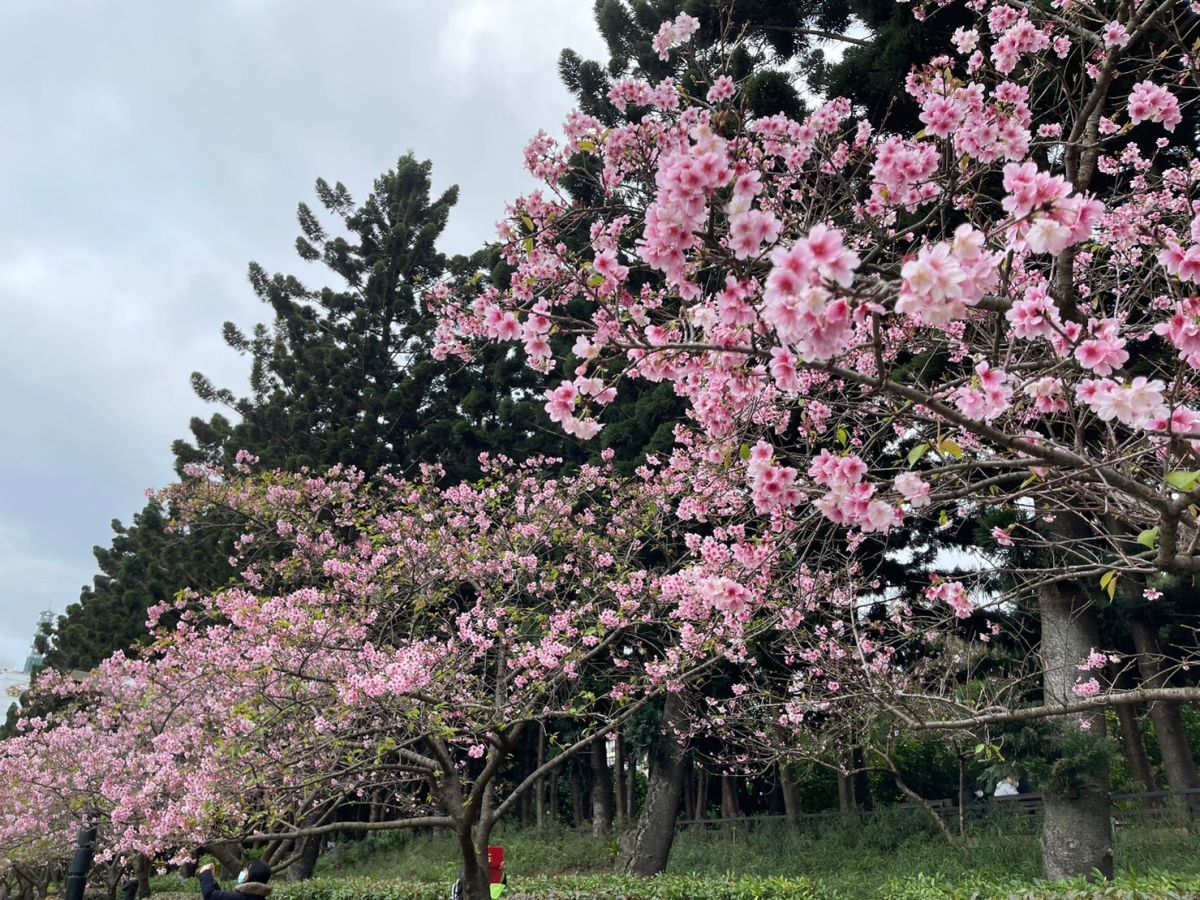 ▲以交通最為便利的「淡水信義線」捷運支線出發，精選3大賞花勝地供厭世上班族們參考，無論是去士林官邸看滿園盛開的鬱金香，還是去大安森林公園看奼紫嫣紅的繡球花，或是到號稱「小日本」的中正紀念堂櫻花季，忙裡偷閒去療癒一下吧！（圖／記者汪睿琦攝）