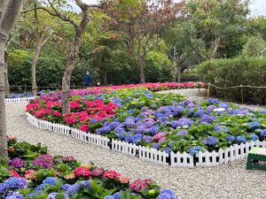 搶在牡鵑花季之前,大安森林公園的繡球花已經迫不及待先綻放了! ▲大安森林公園除了有牡鵑花季,還有繡球花大量盛開,搭上3/18「花伴野餐」活動,盛邀民眾來度過美好春日時光。(圖/記者汪睿琦攝)