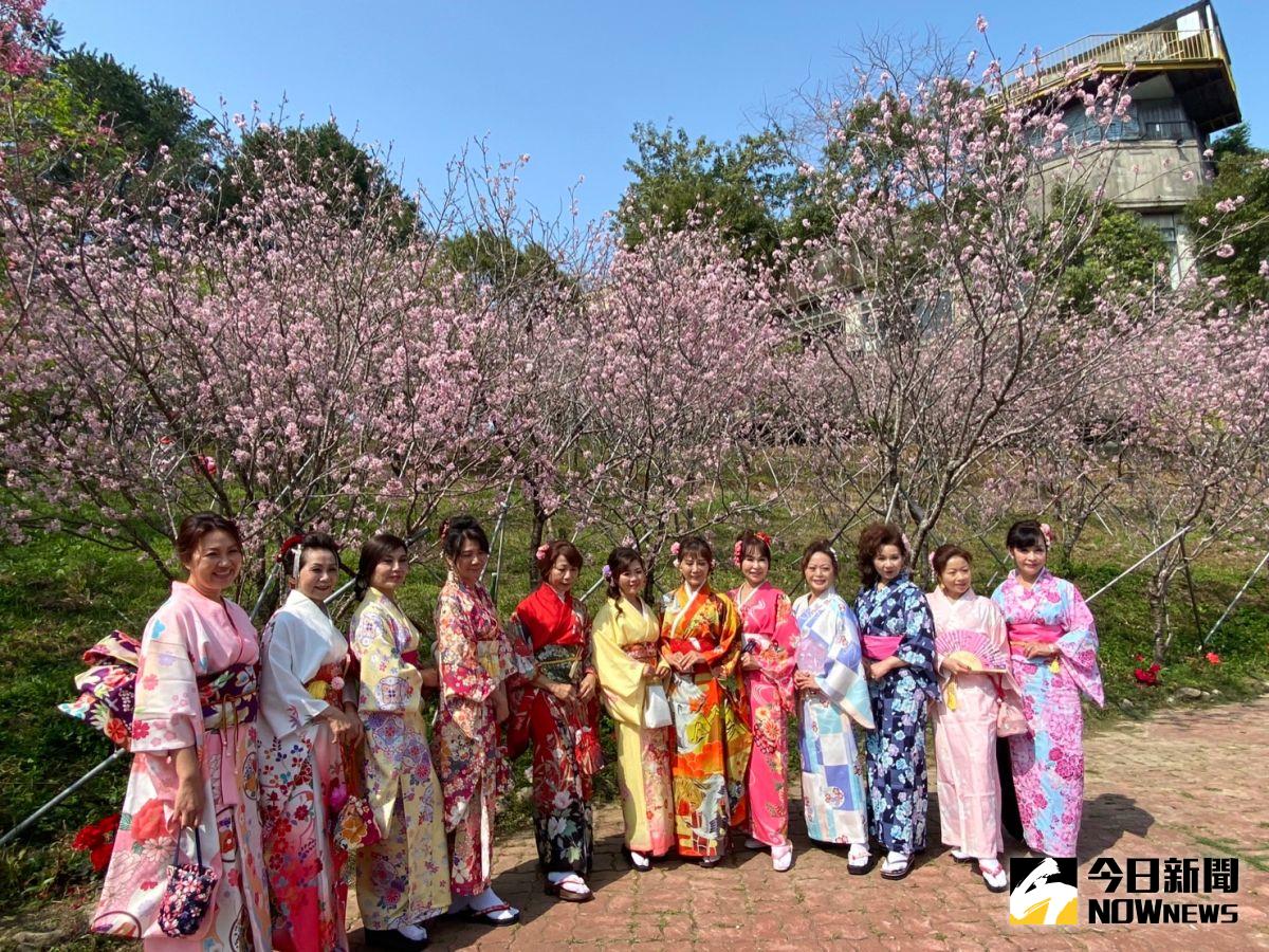 ▲台中市新社櫻花鳥森林栽種2千棵櫻花，目前有八成綻放，賞櫻正當時。（圖／記者金武鳳攝，2023.2.15)