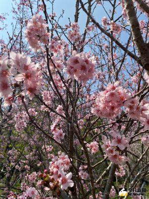 ▲新社櫻花鳥森林栽種有散發香氣的香水櫻花，漫步其中，香氣撲鼻。（圖／記者金武鳳攝，2023.2.15)