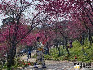 ▲新社櫻花鳥森林栽種 2千棵不同品種的櫻花，目前有八成綻放，花期到三月初，賞櫻正當時。（圖／記者金武鳳攝，2023.2.15)