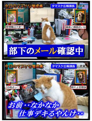 貓咪主管檢查郵件中。(圖/Twitter:aokibosai) ▲貓咪主管檢查郵件中。(圖/Twitter:aokibosai)