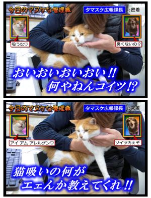 貓咪主管慰勞員工中。(圖/Twitter:aokibosai)ㄒ ▲貓咪主管慰勞員工中。(圖/Twitter:aokibosai)